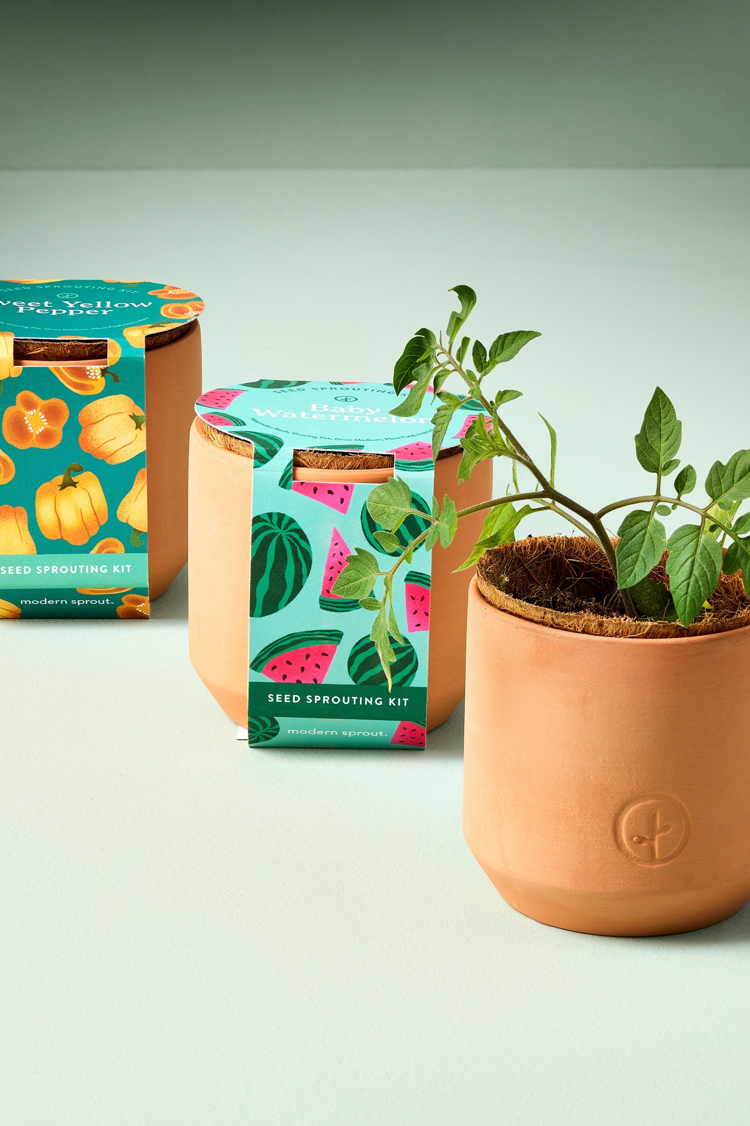 Tiny Terracotta Garden Kits